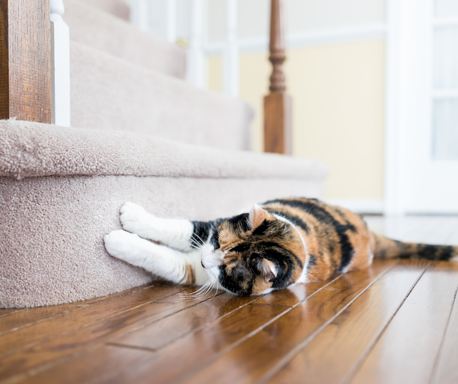 Beige carpet on stairs leading up to the second floor with tabby cat